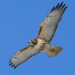 imageshawk